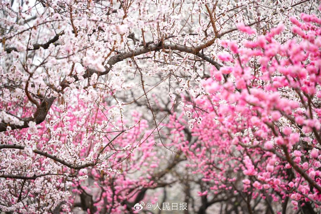 春意盎然明城墙遗址公园梅花山杏盛开