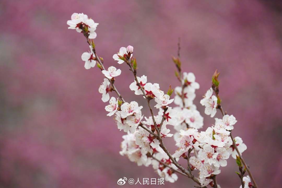 春意盎然明城墙遗址公园梅花山杏盛开