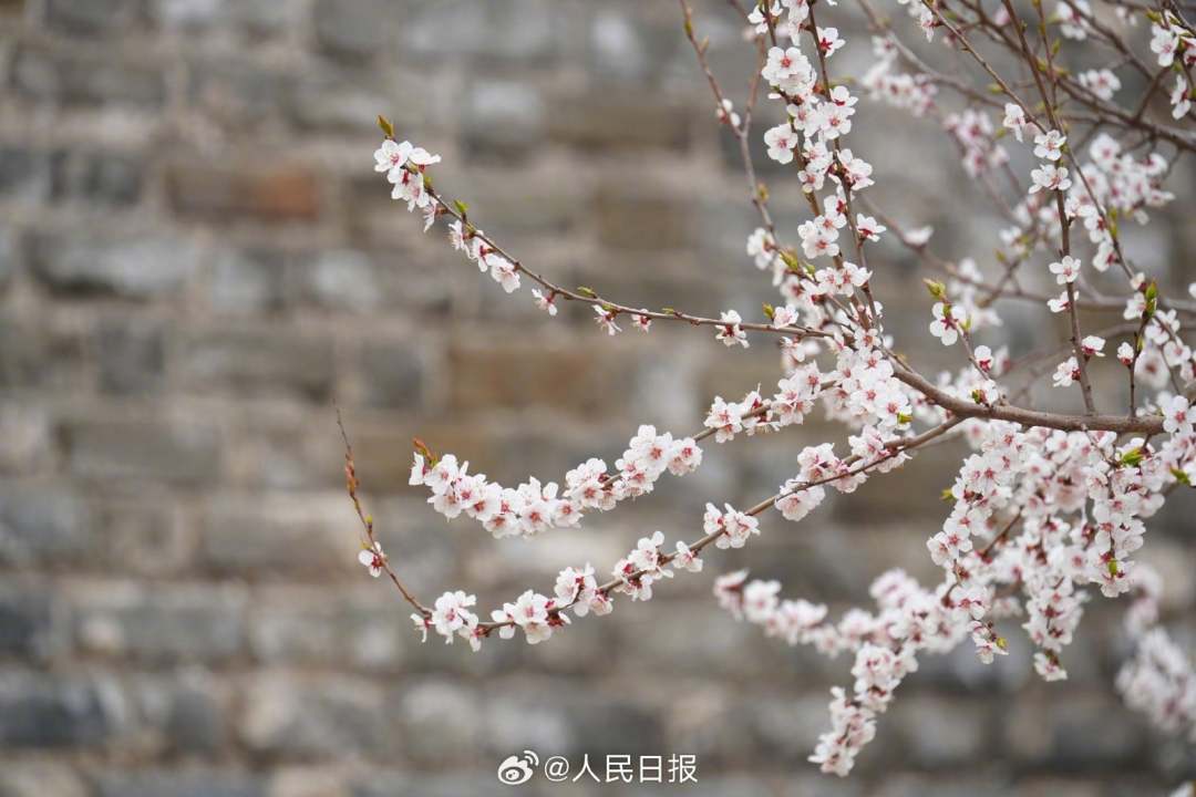 春意盎然明城墙遗址公园梅花山杏盛开