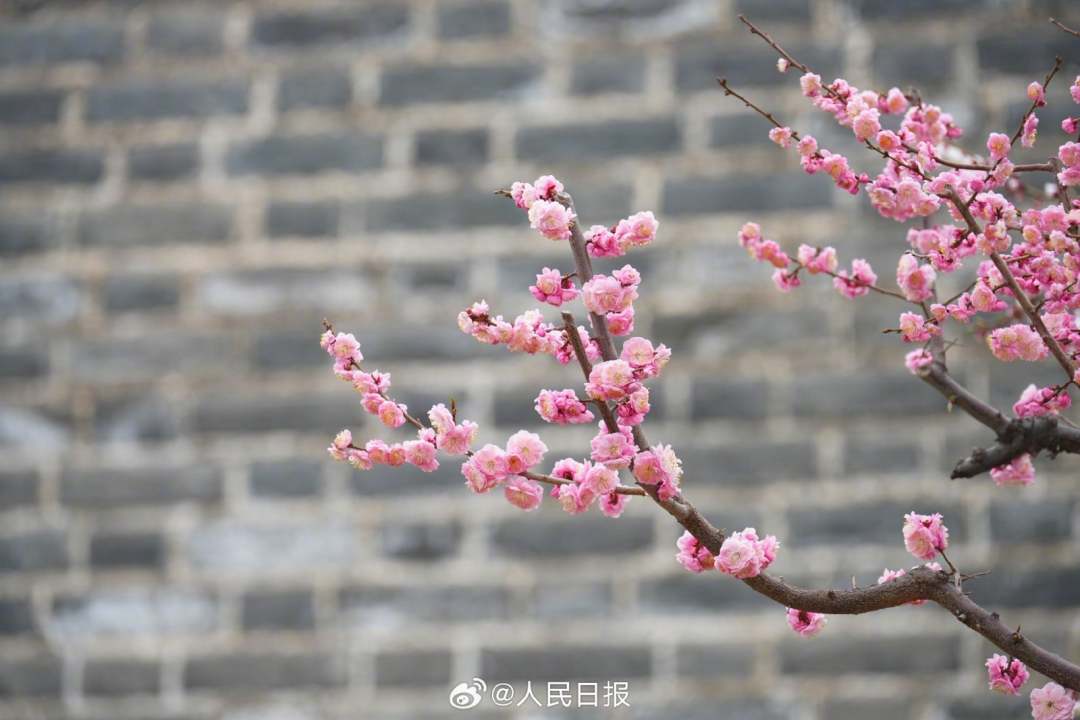 3月26日,北京明城墙遗址公园内梅花,山杏盛开,宛若花园.