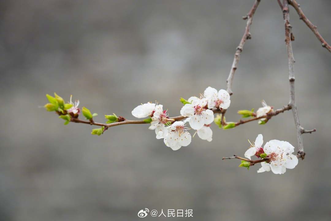 春意盎然明城墙遗址公园梅花山杏盛开