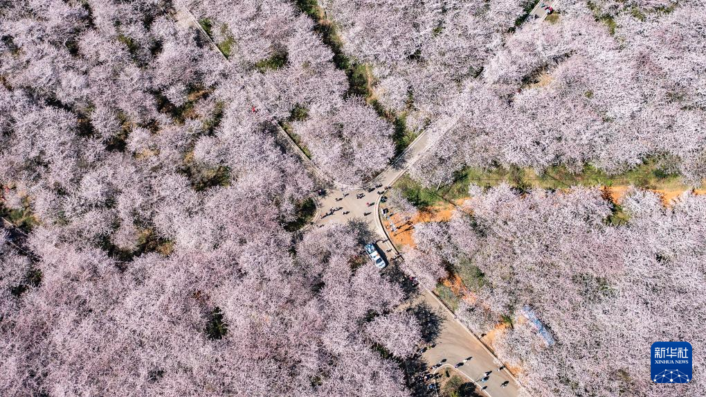 3月25日拍摄的贵州省贵安新区樱花园（无人机照片）。