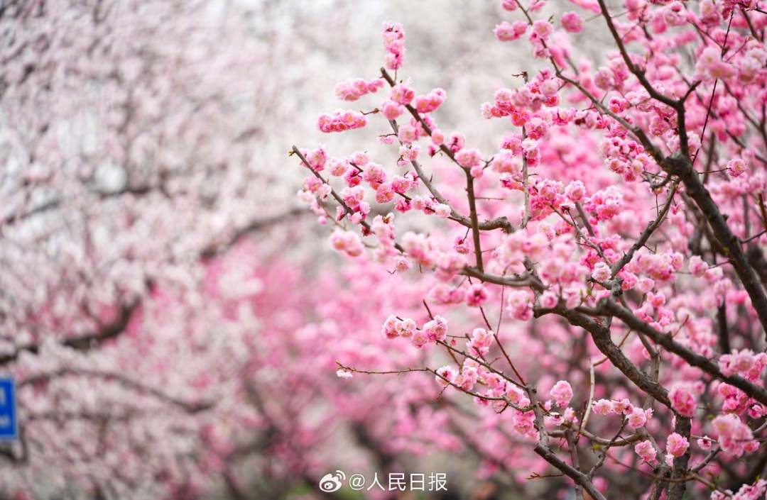 春意盎然明城墙遗址公园梅花山杏盛开