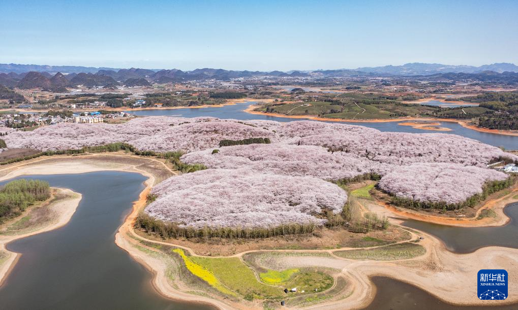 3月25日拍摄的贵州省贵安新区樱花园（无人机照片）。