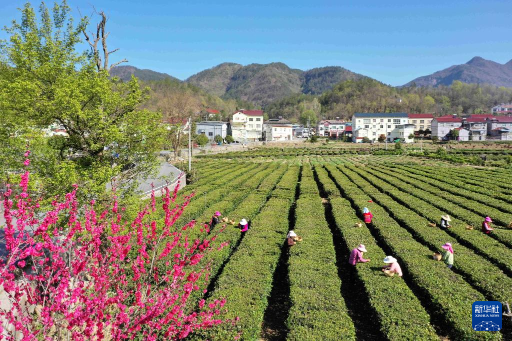3月29日，茶农在湖北省襄阳市保康县店垭镇格栏坪村茶园采摘春茶（无人机照片）。

近日，各地茶园迎来明前茶采摘高峰，茶农抢抓晴好天气采茶供应市场。

新华社发（杨韬摄）