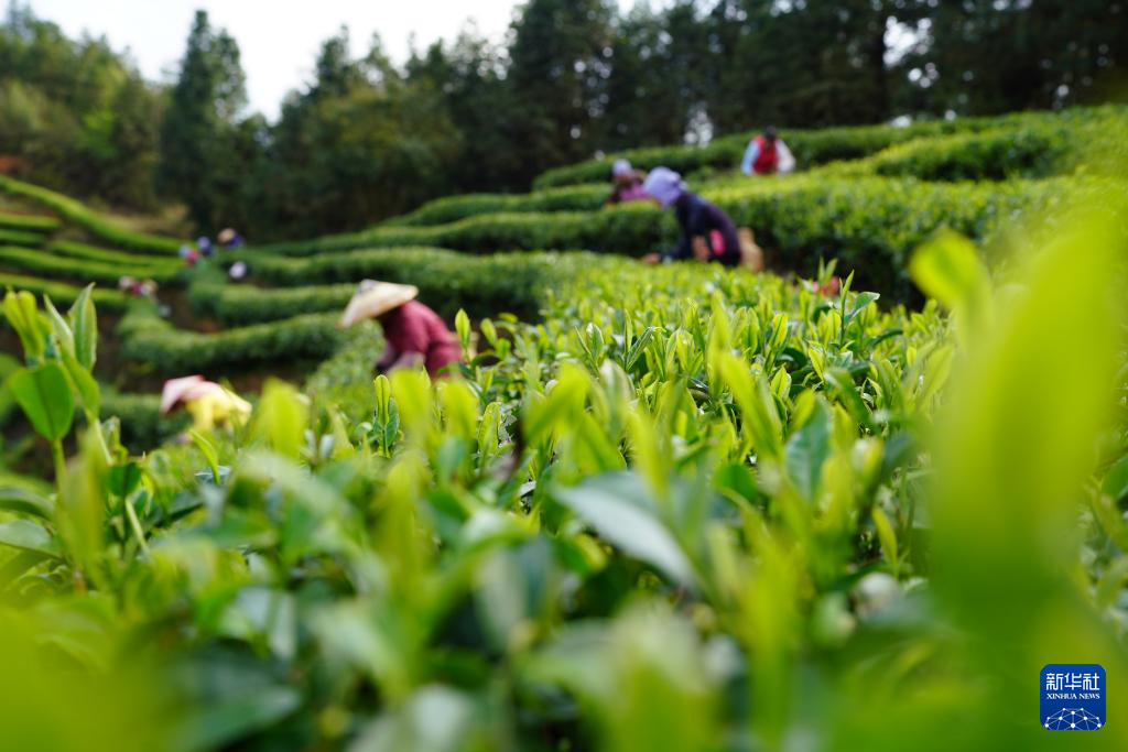 3月28日，茶农在湖南省怀化市通道侗族自治县菁芜洲镇九层岭生态茶场采茶。

近日，各地茶园迎来明前茶采摘高峰，茶农抢抓晴好天气采茶供应市场。

新华社发（吴三东摄）
