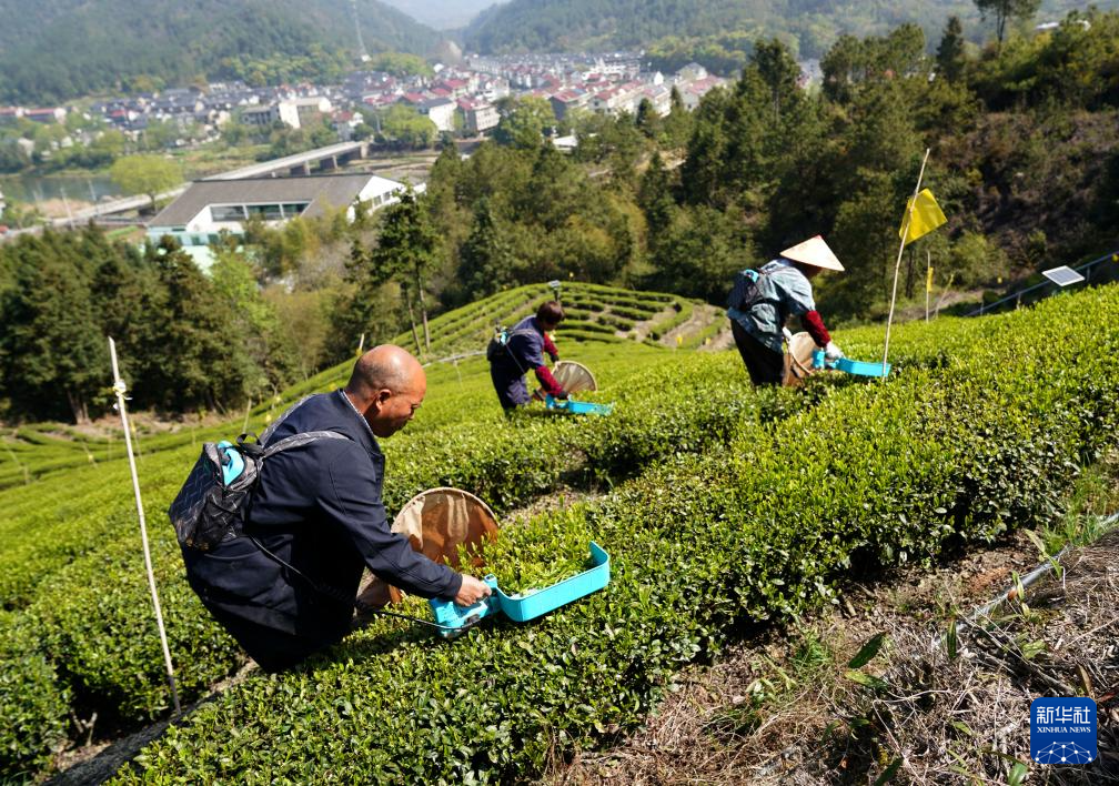 3月29日，在浙江省丽水市莲都区丽新畲族乡一处茶叶种植基地，工作人员使用电动采茶机采茶。

近日，各地茶园迎来明前茶采摘高峰，茶农抢抓晴好天气采茶供应市场。

新华社记者 韩传号 摄