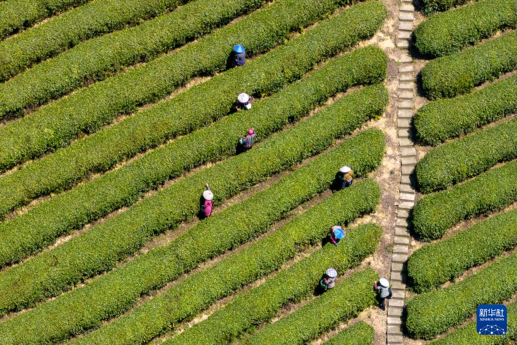 3月29日，茶农在浙江省余姚市兰江街道一处茶园采摘茶叶（无人机照片）。

近日，各地茶园迎来明前茶采摘高峰，茶农抢抓晴好天气采茶供应市场。

新华社发（张辉摄）