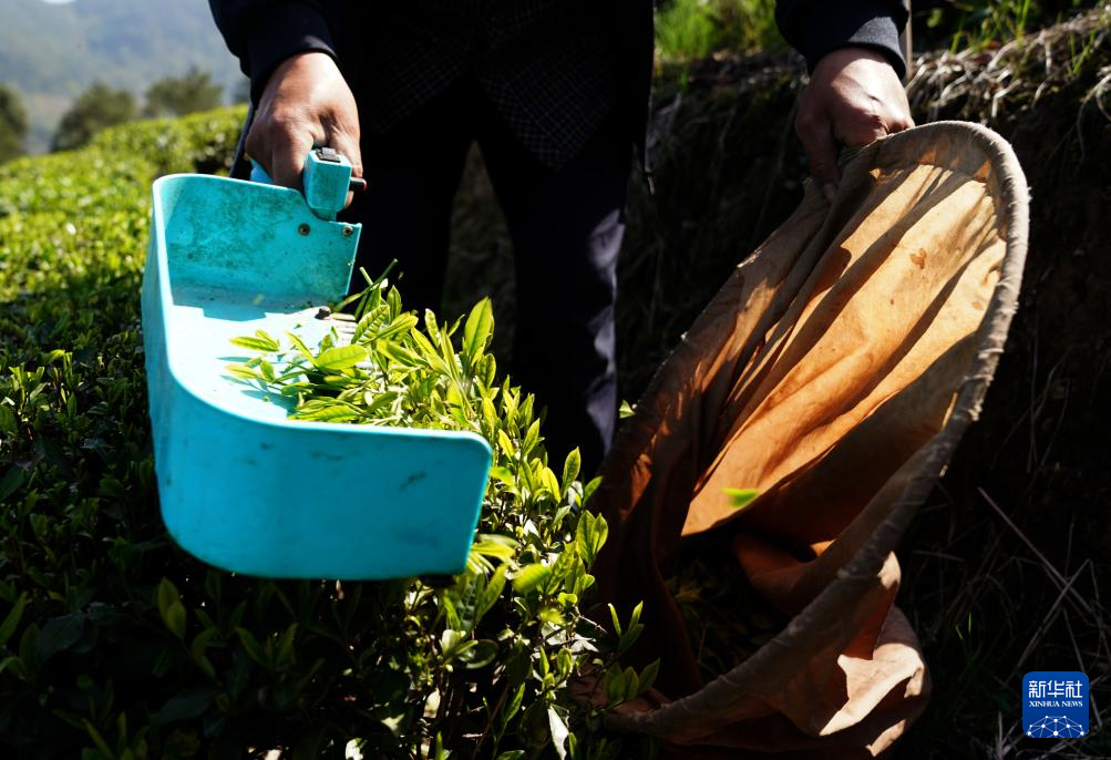 3月29日，在浙江省丽水市莲都区丽新畲族乡一处茶叶种植基地，工作人员使用电动采茶机采茶。

近日，各地茶园迎来明前茶采摘高峰，茶农抢抓晴好天气采茶供应市场。

新华社记者 韩传号 摄