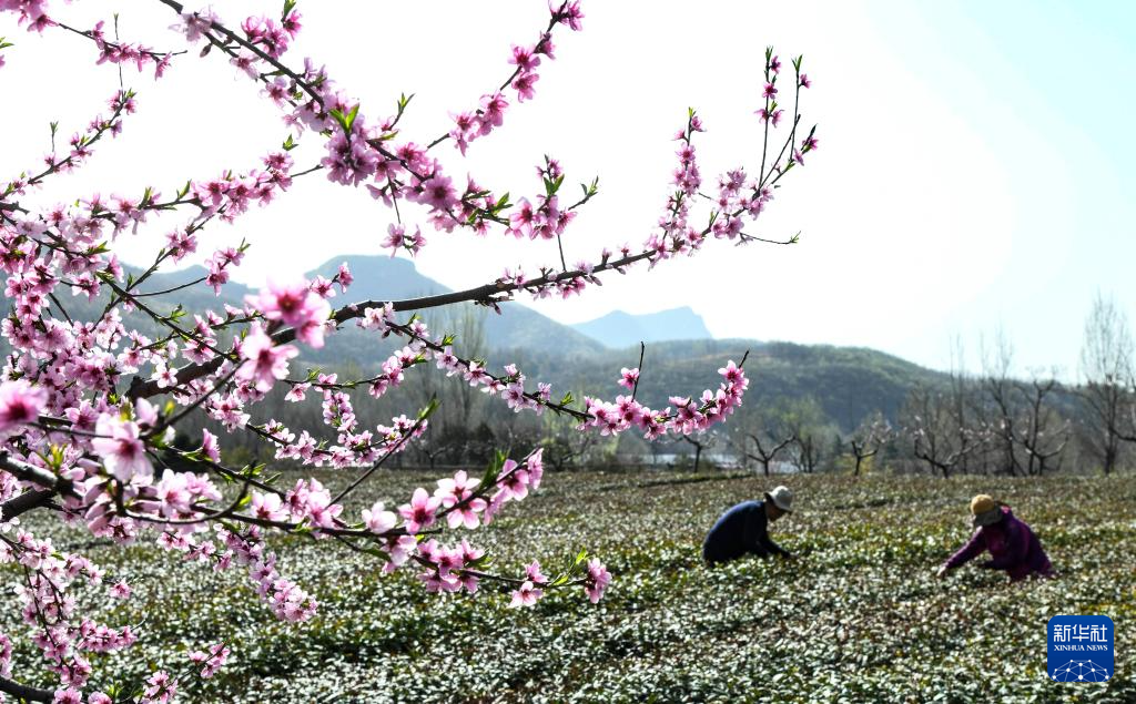 3月29日，茶农在河南省济源市卢仝茶园采摘春茶。

近日，各地茶园迎来明前茶采摘高峰，茶农抢抓晴好天气采茶供应市场。

新华社发（苗秋闹摄）