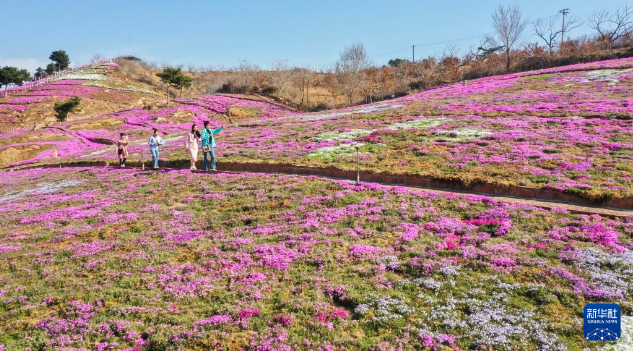 3月31日,游客在河北省迁西县旧城乡雨花谷景区游玩赏花.