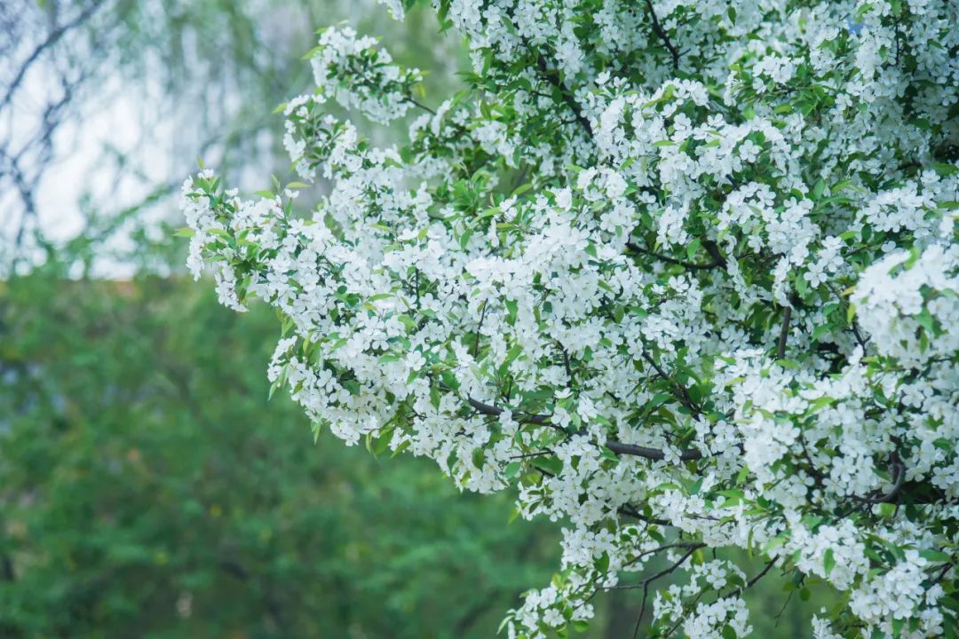 莫愁湖的海棠花图片