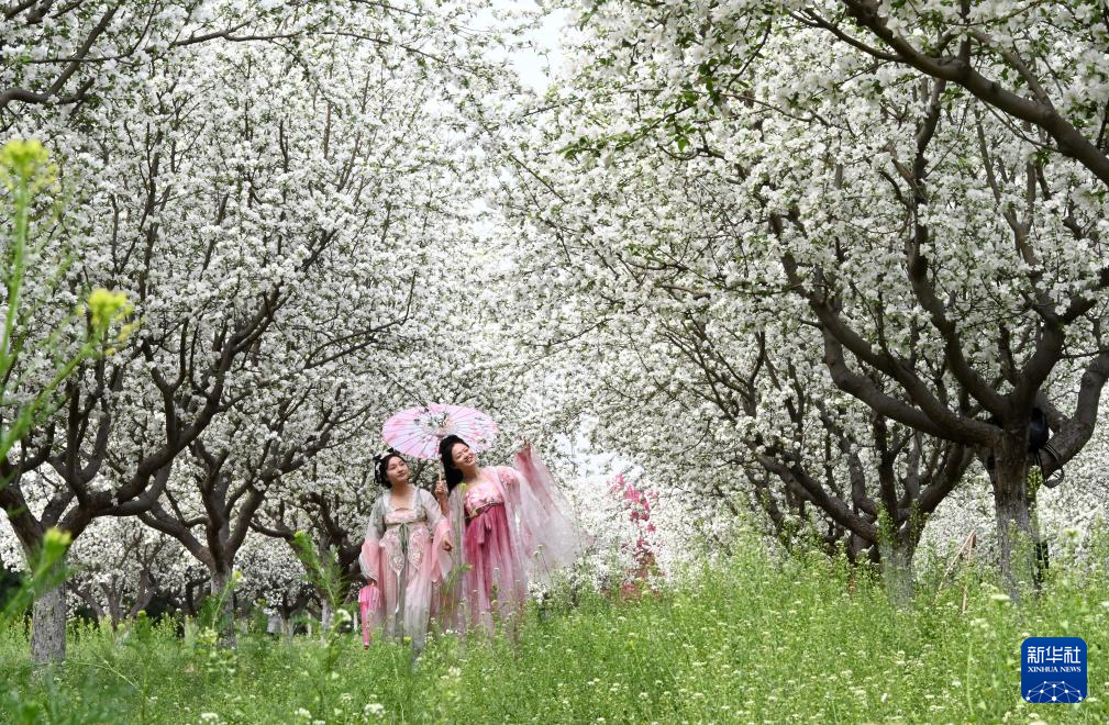 4月8日，游客在河北省邯郸市峰峰矿区义井镇万亩秀林的海棠林里游玩。
