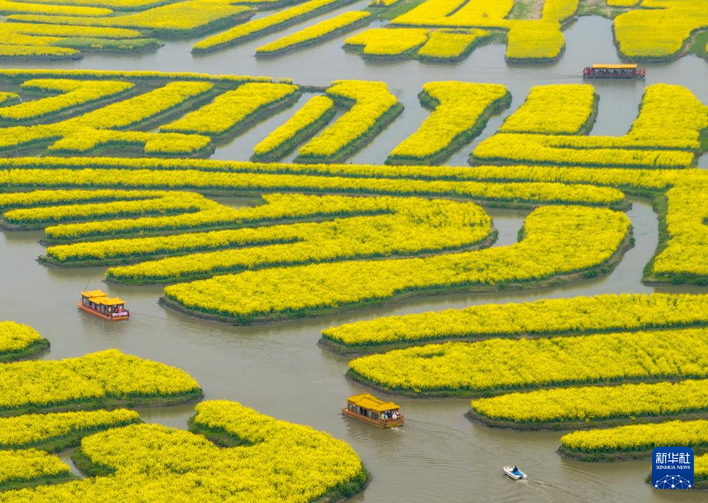 4月8日，游客在江苏省兴化市千垛菜花景区乘船游玩（无人机照片）。