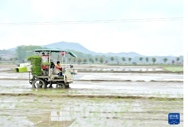 4月9日，在湖南省娄底市双峰县荷叶镇清泉村，农民驾驶农机进行抛秧作业。
春满大地，各地农民抢抓农时开展农业生产，田间地头随处可见忙碌的身影。新华社发（李建新摄）