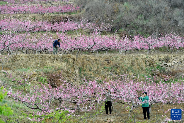 4月9日，在河北省石家庄市井陉县胡雷村，农民在桃园里进行果树春季管护。
春满大地，各地农民抢抓农时开展农业生产，田间地头随处可见忙碌的身影。新华社发（张晓峰摄）