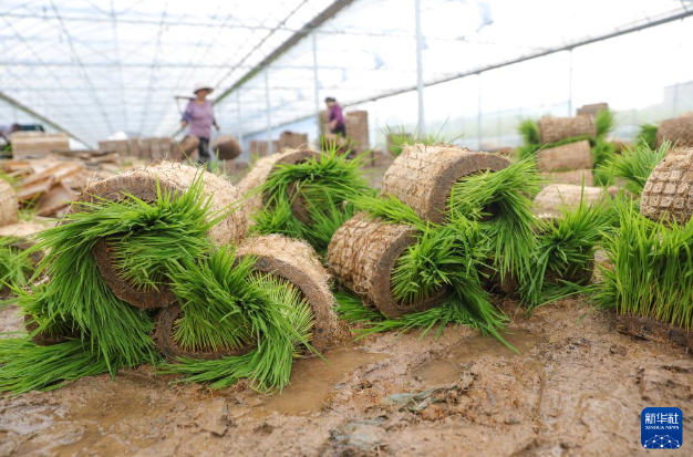 4月9日，在湖南省衡阳县西渡镇三联社区，农民在育秧苗大棚中起秧。
春满大地，各地农民抢抓农时开展农业生产，田间地头随处可见忙碌的身影。新华社发（刘欣荣摄）