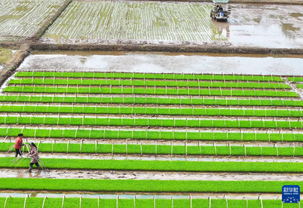 4月9日，湖南省衡阳市衡山县白果镇村民驾驶农机进行早稻插秧作业（无人机照片）。
春满大地，各地农民抢抓农时开展农业生产，田间地头随处可见忙碌的身影。新华社发（曹正平摄）