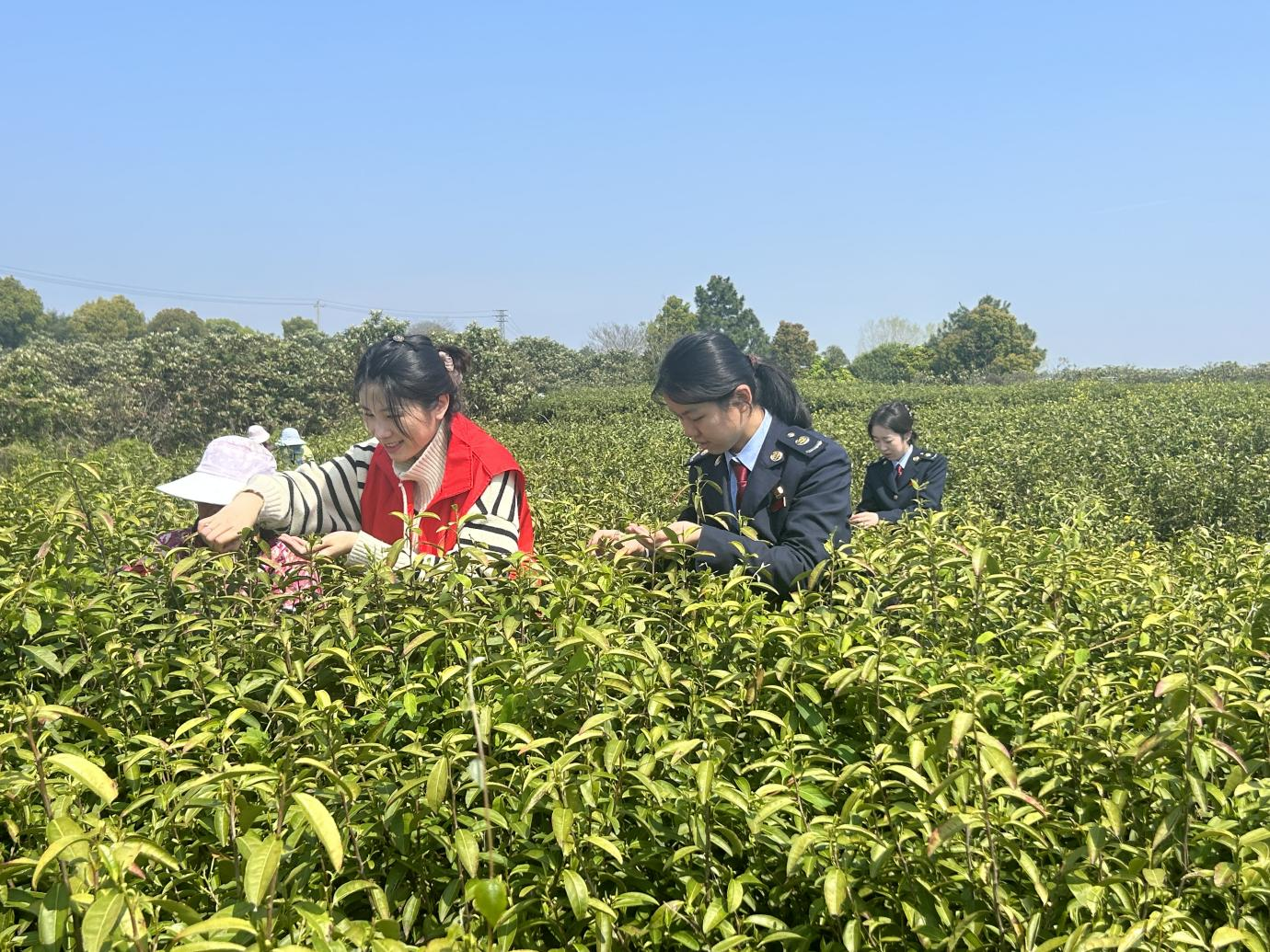 这不仅是对茶农们辛勤劳动的肯定,也是武家嘴生态农业科技园发展成果