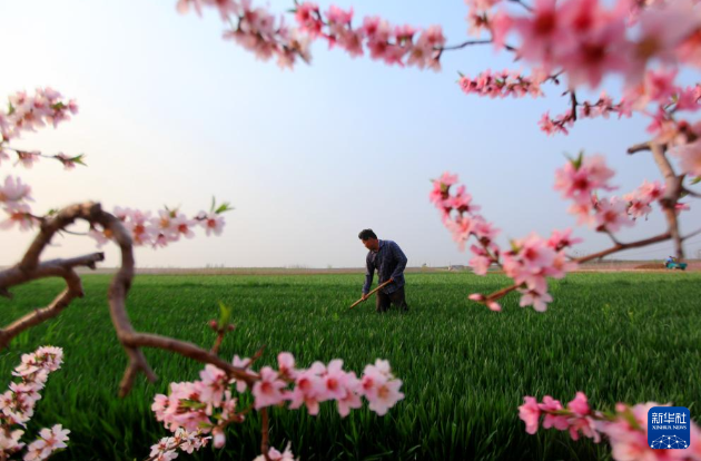 4月9日，山东省临沂市平邑县地方镇农民在田间劳作。
春满大地，各地农民抢抓农时开展农业生产，田间地头随处可见忙碌的身影。新华社发（武纪全摄）
