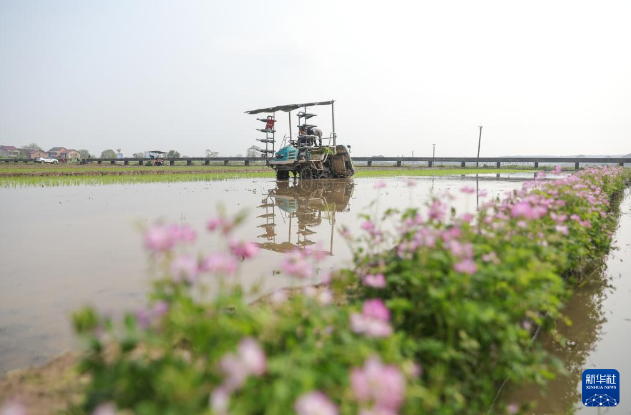 4月9日，在湖南省衡阳县台源镇台九村，农民驾驶农机插秧。
春满大地，各地农民抢抓农时开展农业生产，田间地头随处可见忙碌的身影。新华社发（刘欣荣摄）