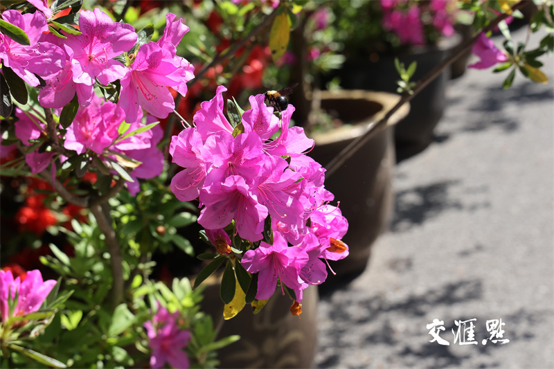 2024年4月18日，南京最著名的欣赏杜鹃胜地国防园内，万株杜鹃绽放，吸引市民及游客前来踏青赏花。
通讯员 许峰 新华日报·交汇点记者 宋宁 摄