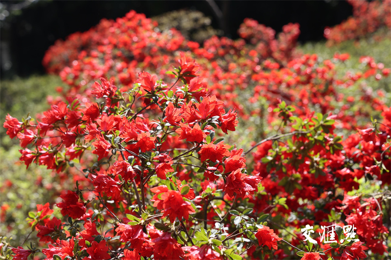 2024年4月18日，南京最著名的欣赏杜鹃胜地国防园内，万株杜鹃绽放，吸引市民及游客前来踏青赏花。
通讯员 许峰 新华日报·交汇点记者 宋宁 摄