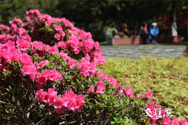 2024年4月18日，南京最著名的欣赏杜鹃胜地国防园内，万株杜鹃绽放，吸引市民及游客前来踏青赏花。
通讯员 许峰 新华日报·交汇点记者 宋宁 摄