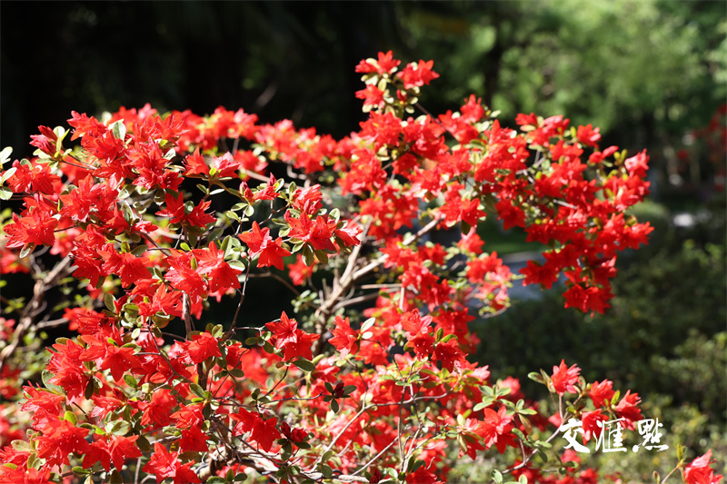 2024年4月18日，南京最著名的欣赏杜鹃胜地国防园内，万株杜鹃绽放，吸引市民及游客前来踏青赏花。
通讯员 许峰 新华日报·交汇点记者 宋宁 摄