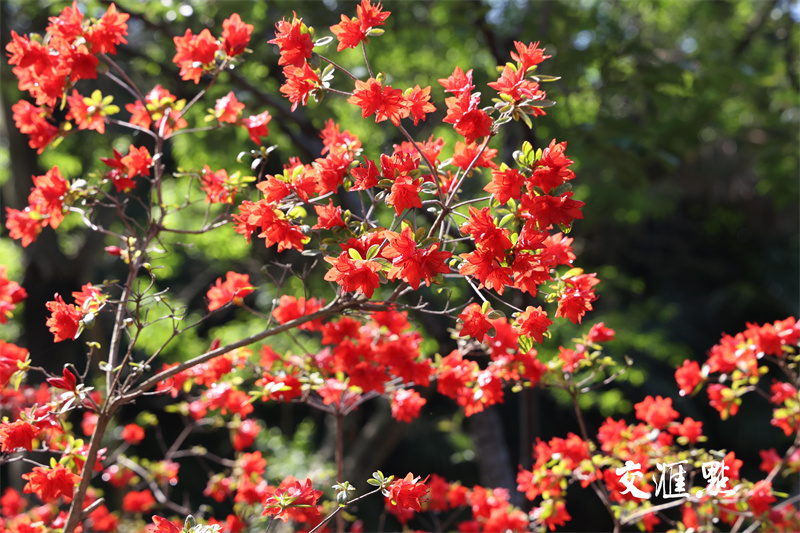 2024年4月18日，南京最著名的欣赏杜鹃胜地国防园内，万株杜鹃绽放，吸引市民及游客前来踏青赏花。
通讯员 许峰 新华日报·交汇点记者 宋宁 摄