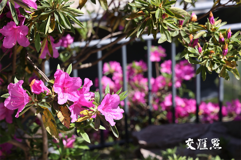 2024年4月18日，南京最著名的欣赏杜鹃胜地国防园内，万株杜鹃绽放，吸引市民及游客前来踏青赏花。
通讯员 许峰 新华日报·交汇点记者 宋宁 摄