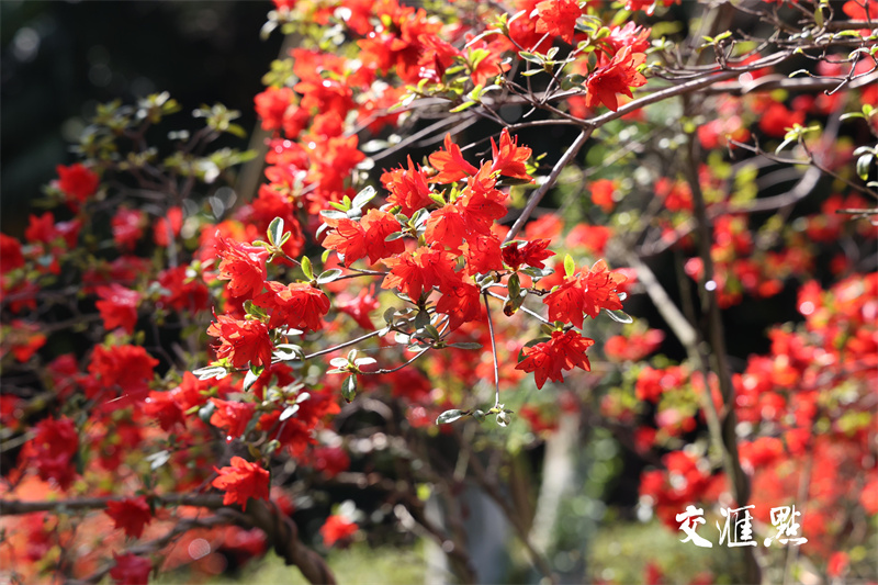 2024年4月18日，南京最著名的欣赏杜鹃胜地国防园内，万株杜鹃绽放，吸引市民及游客前来踏青赏花。
通讯员 许峰 新华日报·交汇点记者 宋宁 摄