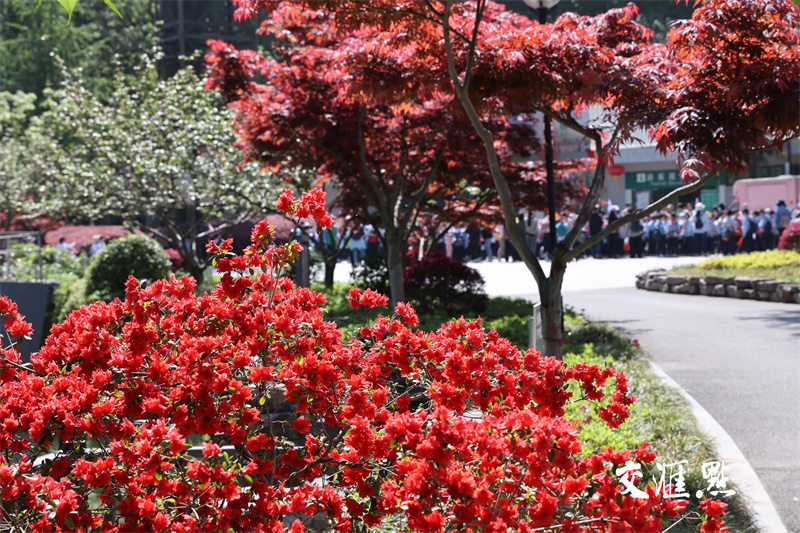 的欣赏杜鹃胜地国防园内,万株杜鹃绽放,吸引市民及游客前来踏青赏花