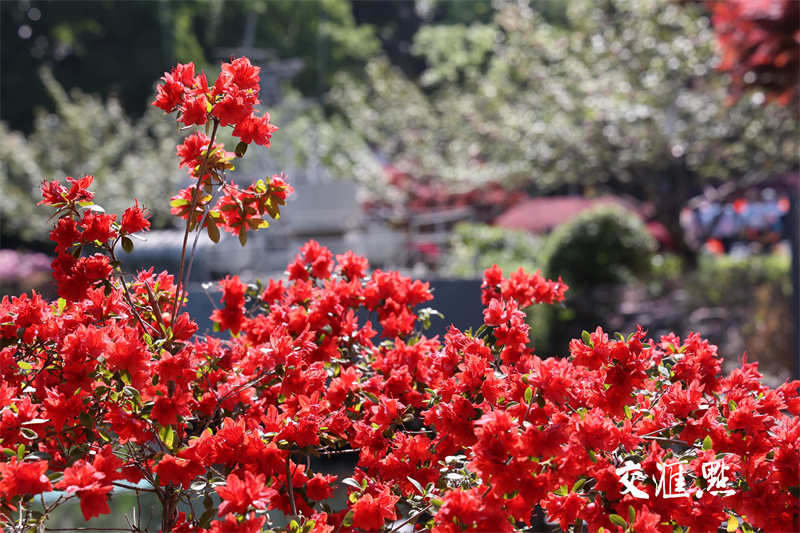 的欣赏杜鹃胜地国防园内,万株杜鹃绽放,吸引市民及游客前来踏青赏花
