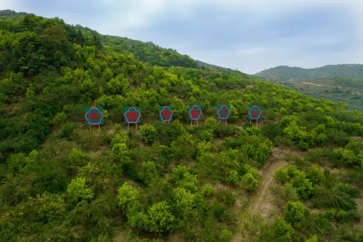 话梅,梅茶,梅见青梅酒……小小青梅撬动亿万生意