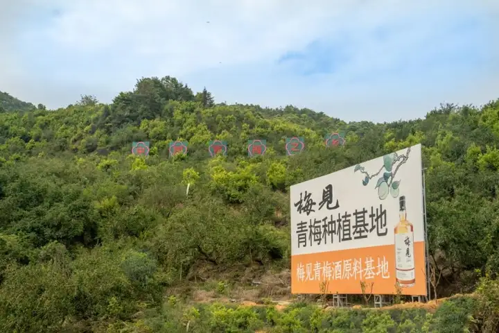 政策支持,建产业园,普宁青梅创了品牌,打开了销路,"统一""梅见"闻香