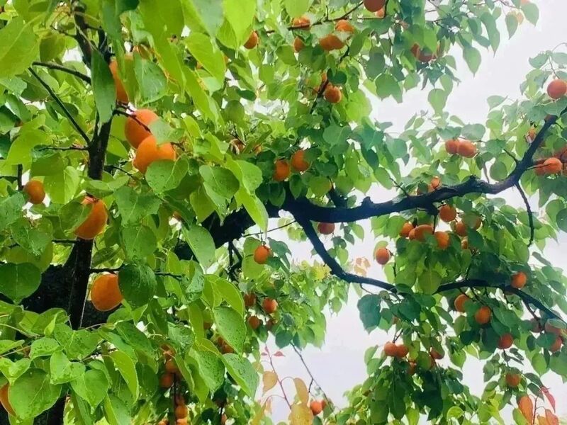 黄杏灿灿压枝弯。图片来源:商南县高级中学公众号