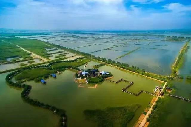 图源:神奇高邮湖公众号 图源:神奇高邮湖公众号