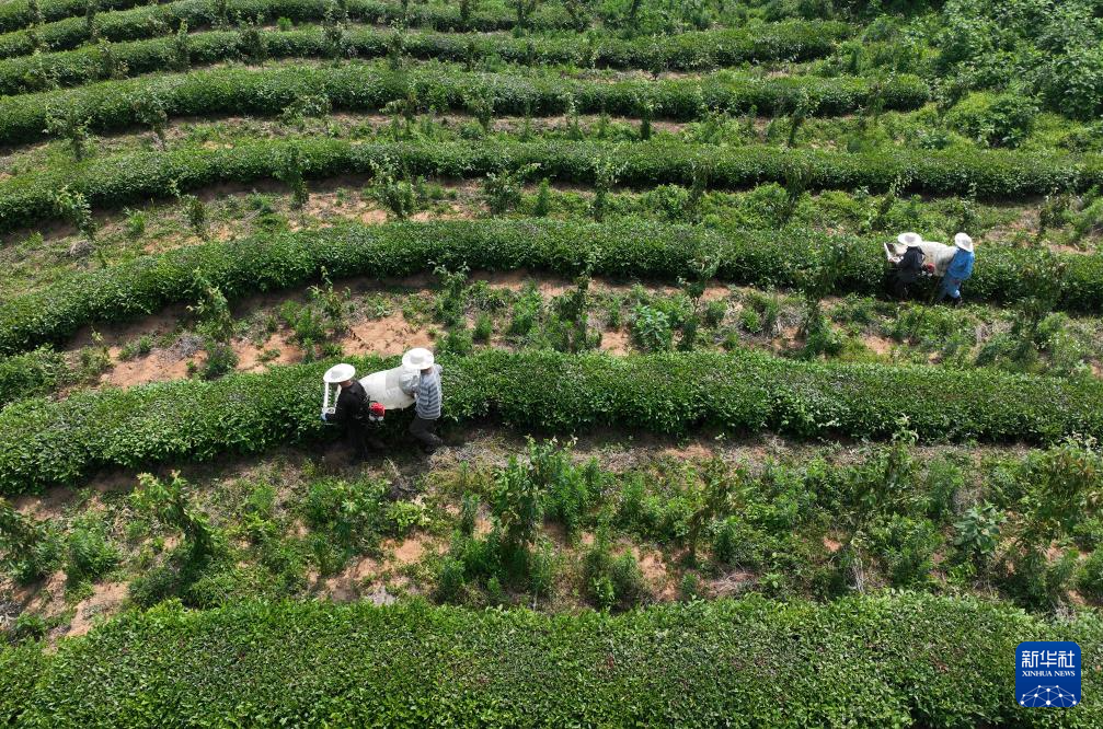 5月20日，茶农用采茶机在江苏省镇江句容市下蜀镇窑业茶场采收夏茶（无人机照片）。