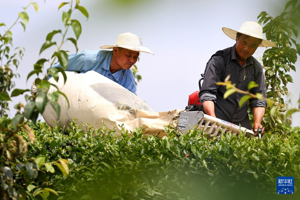 5月20日，茶农用采茶机在江苏省镇江句容市下蜀镇窑业茶场采收夏茶。