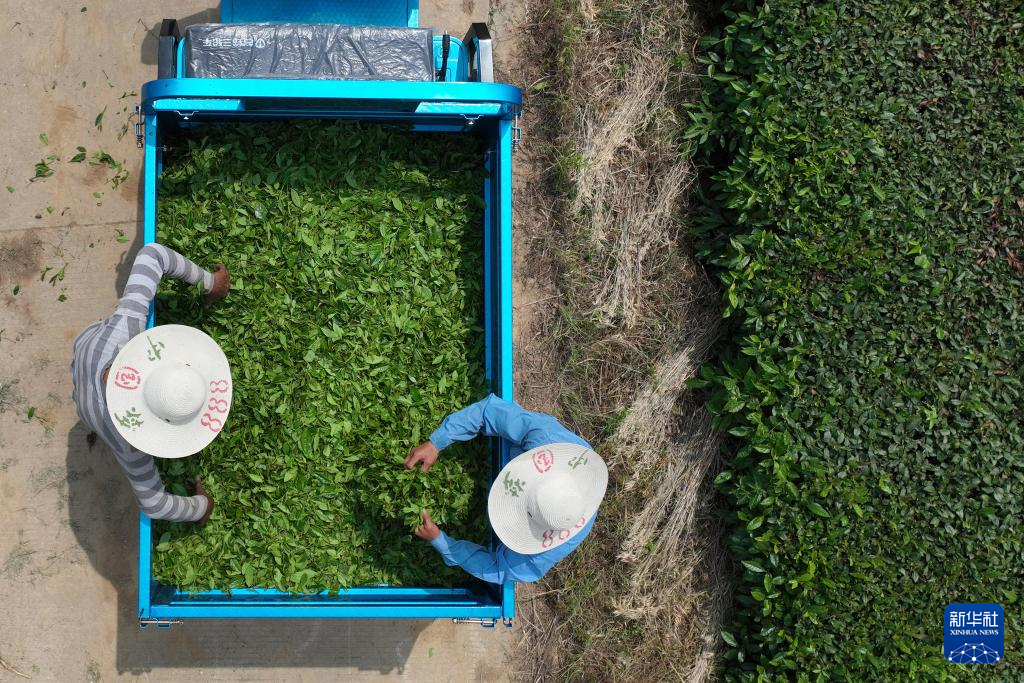 5月20日，在江苏省镇江句容市下蜀镇窑业茶场，茶农在整理采收的夏茶鲜叶（无人机照片）。