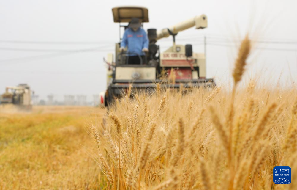 正值“三夏”时节，各小麦产区陆续进入小麦收获期，农民在田间收割，农机在麦田里穿梭，一派繁忙景象。