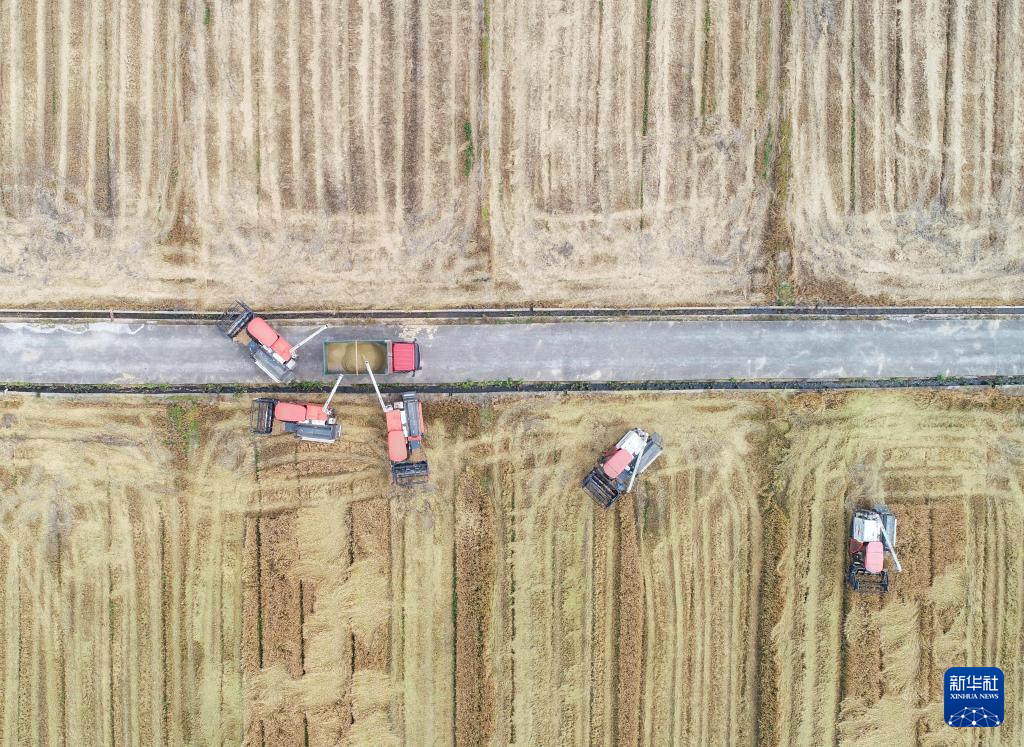 在浙江省杭州市临安区天目山镇,农机手驾驶收割机抢收小麦(无人机照片
