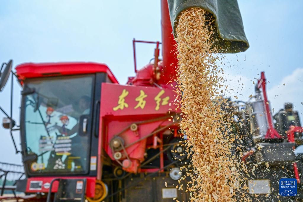 5月21日，河南省洛阳市汝阳县蔡店乡郭村，农民将刚收割的小麦装车。