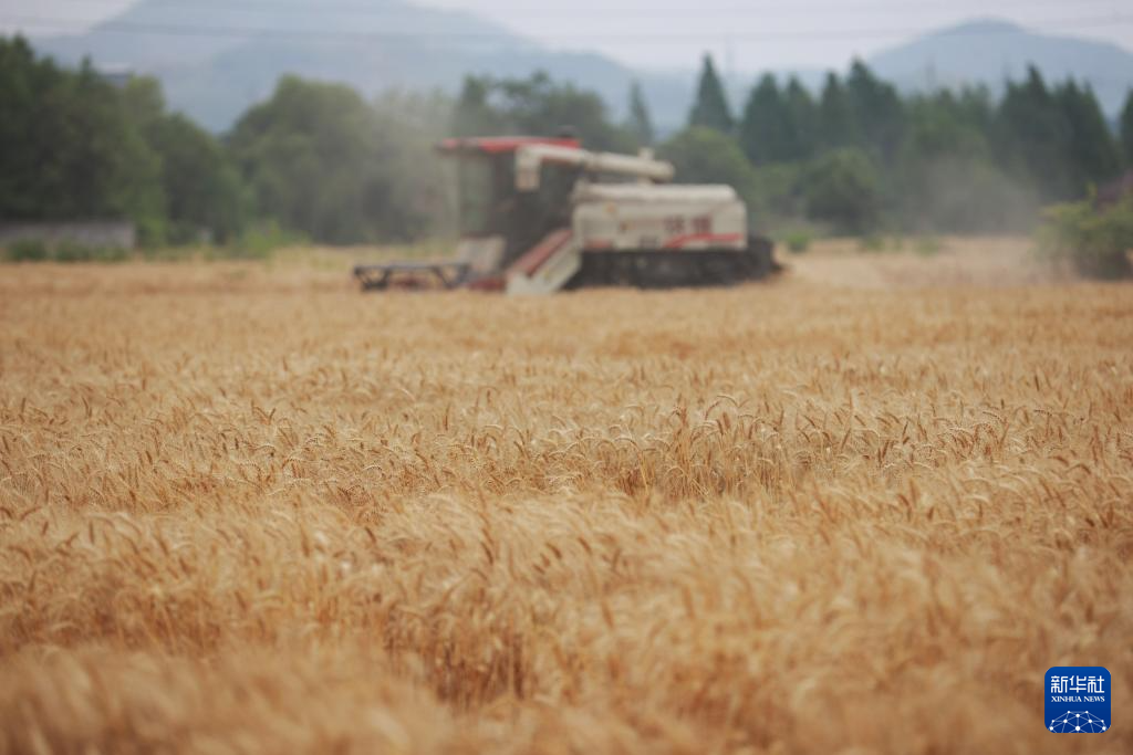 5月21日，在浙江省湖州市吴兴区埭溪镇上强村，农民驾驶农机收割小麦。