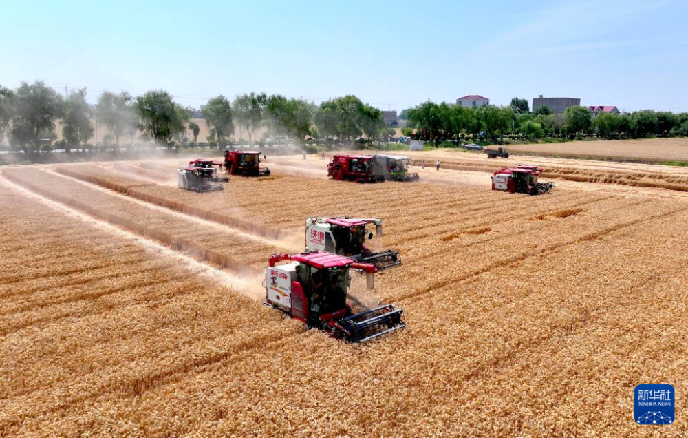 5月28日，在安徽省亳州市利辛县胡集镇张庄村的麦田里，收割机抢收小麦（无人机照片）。新华社发（刘勤利摄）