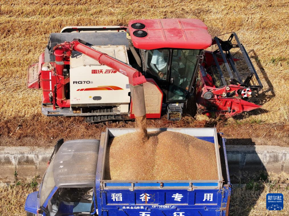 5月28日，在江苏省扬州市邗江区公道镇，收割机将小麦装车（无人机照片）。新华社发（孟德龙摄）