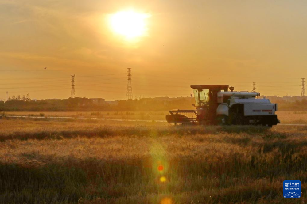 5月28日傍晚，在浙江省嘉兴市南湖区凤桥镇永红村，农机手驾驶收割机收获小麦。新华社发（金鹏摄）