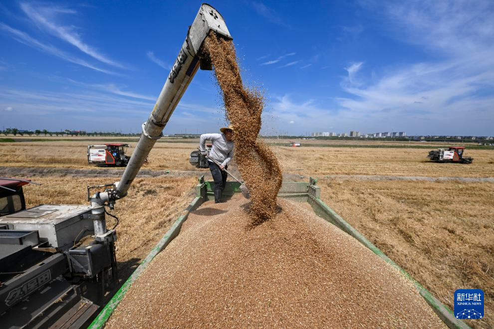 5月29日，农机在江苏省昆山市陆家镇未来智慧田园卸装小麦。新华社发（王须中摄）