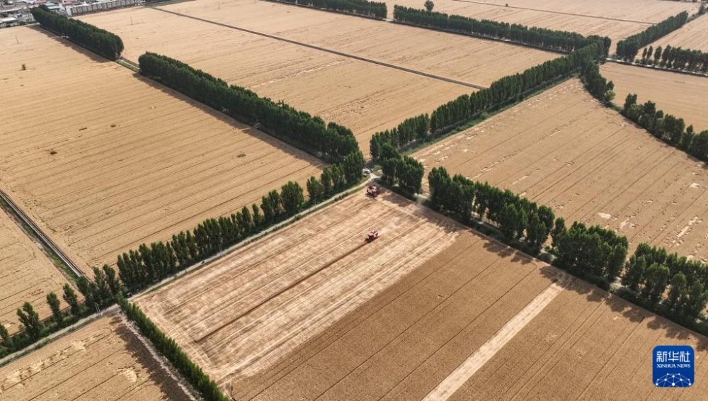 5月28日，收割机在河南省济源市五龙口镇的麦田里收获小麦（无人机照片）。新华社发（苗秋闹摄）